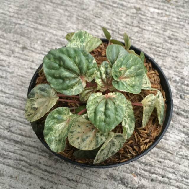 Peperomia Caperata Pink Lady