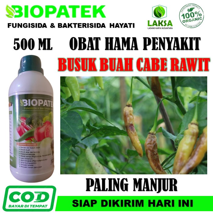 Obat Busuk Cabe - Biopatek Obat Atasi Busuk Cabe Paling Ampuh - Biopatek Pengendali Penyakit Tanaman