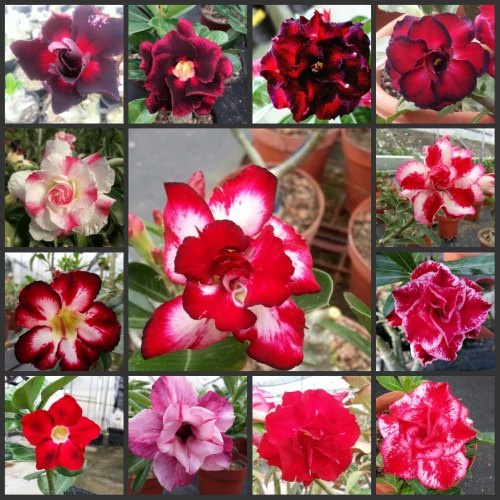 Bibit adenium obesum bahan sambung dari biji warna bunga merah dan putih