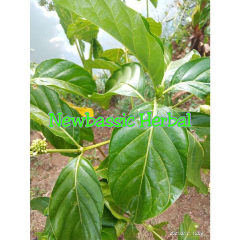 

daun mengkudu daun pace 500g