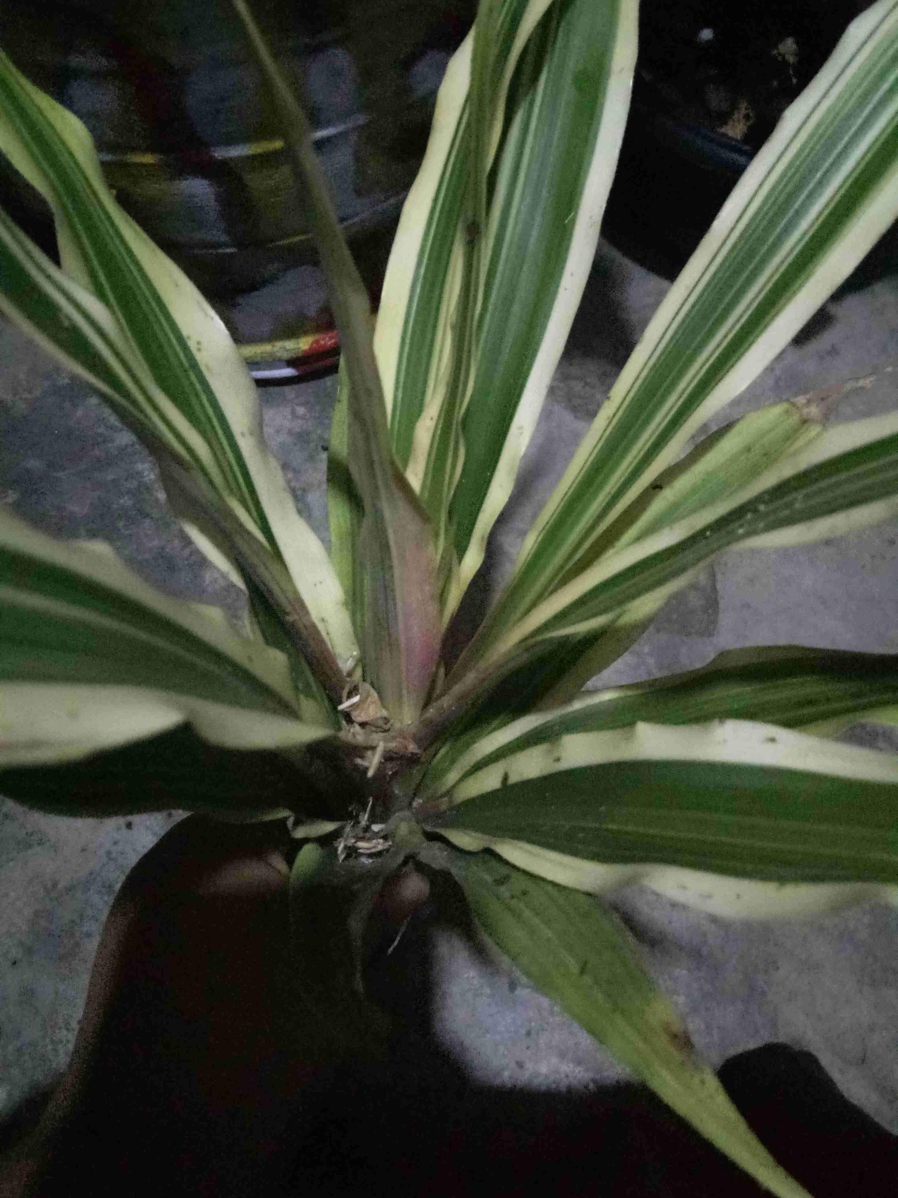 Tanaman Hias Bromeliad Cryptantus Tricolor