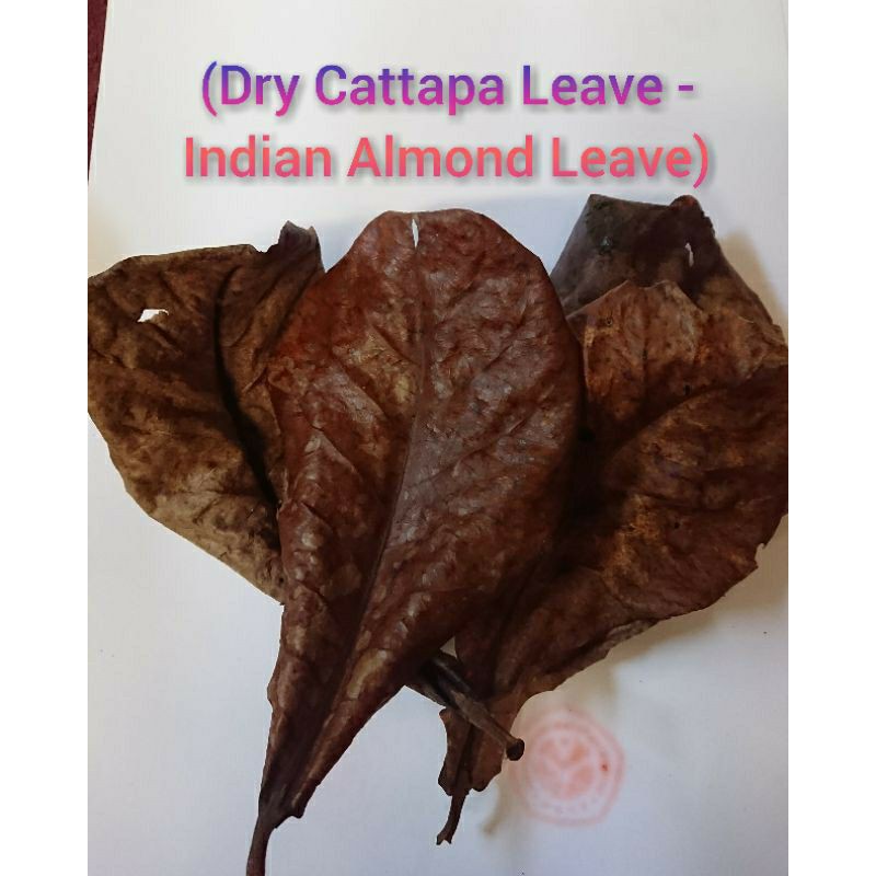 

Dry Cattapa Leave - Indian Almond Leave(Daun ketapang kering semua ikan)