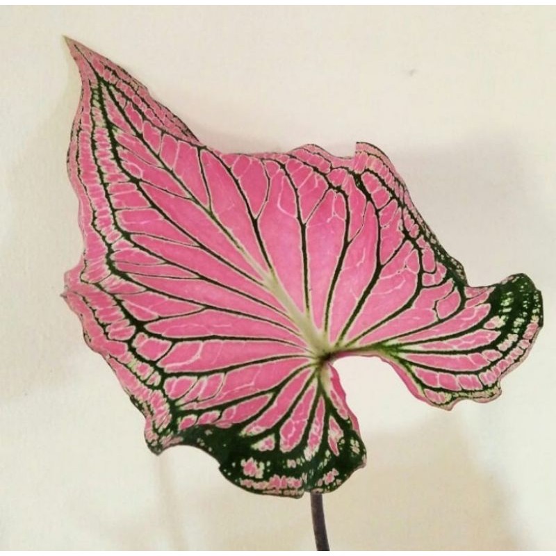 bibit tanaman hias keladi wayang - bibit keladi wayang