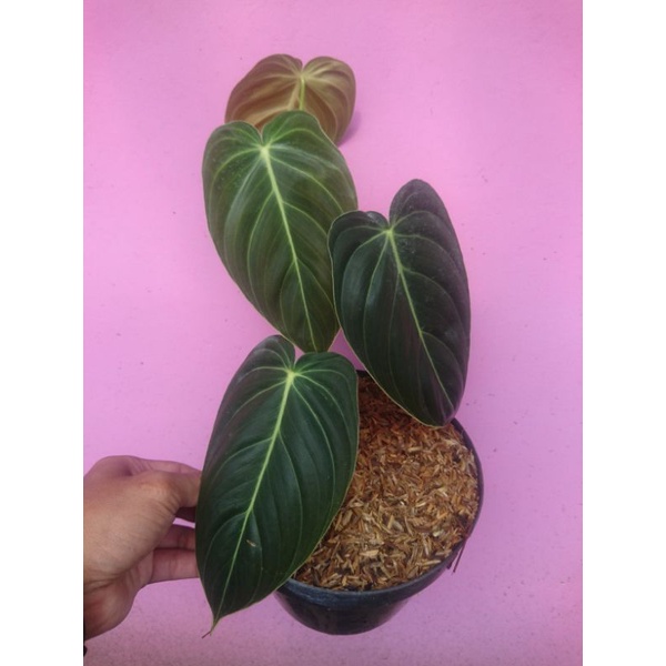 Philodendron melanochrysum narrow