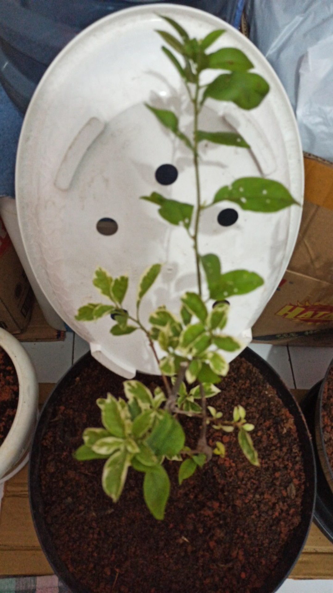 Tanaman Hias Taman Bougenville Putih