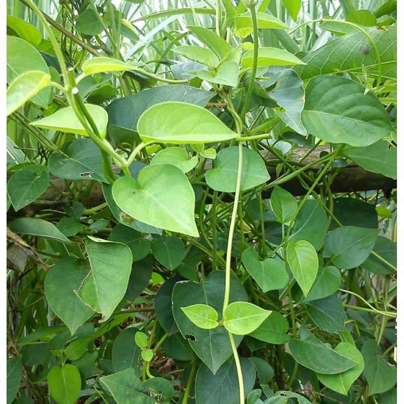 

daun sembukan daun kentut pelas sembukan