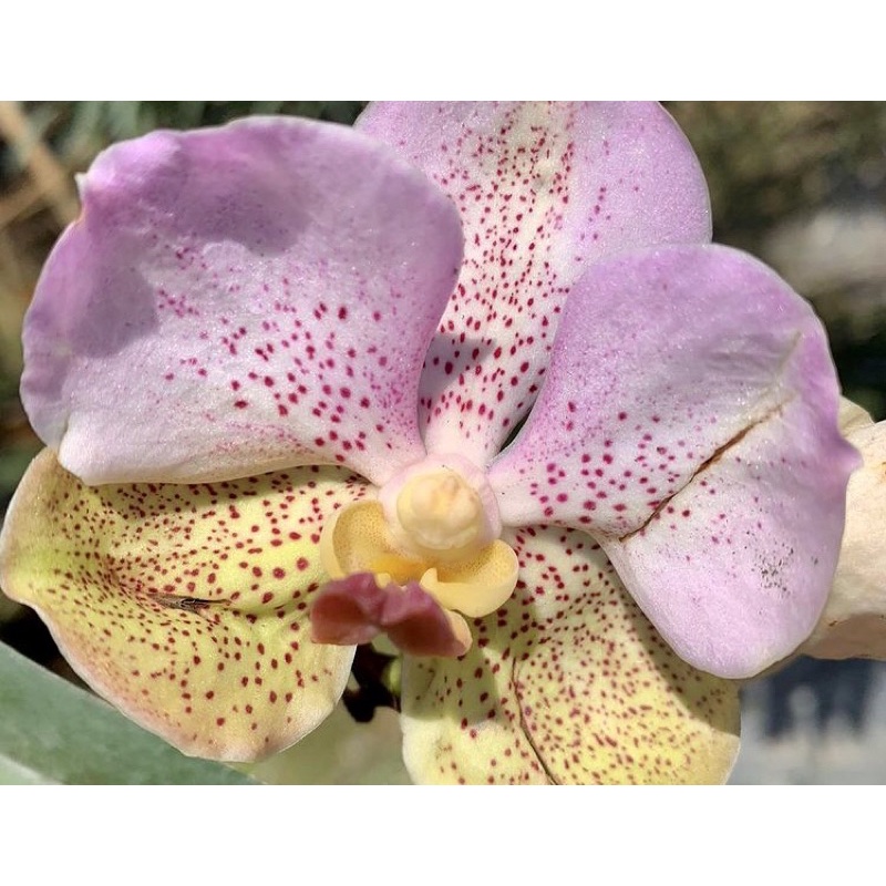 Anggrek Vanda Remaja