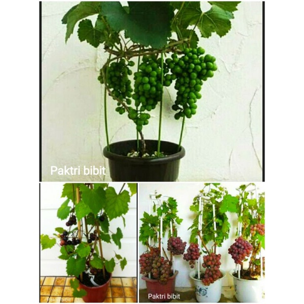 Bibit Anggur Satu Paket Berisi 3 Bibit Anggur (3 Jenis Anggur Genjah Mudah Berbuah)