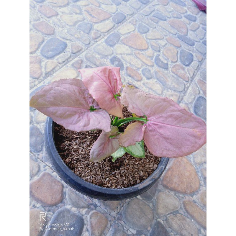 syngonium pink perfection