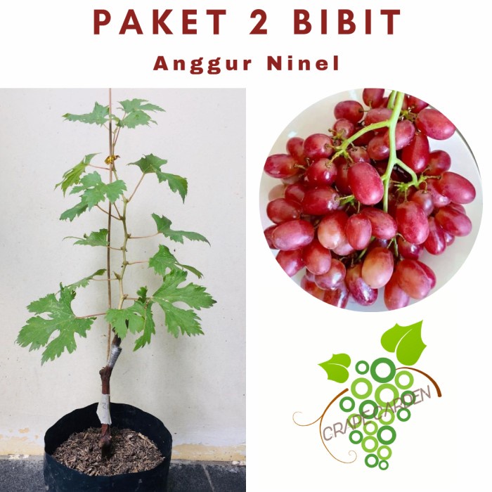 Paket 2 Bibit Anggur Ninel Import Grafting