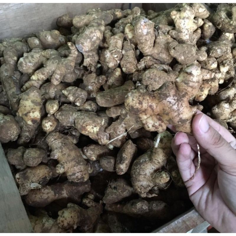

Jahe gajah 500gr/ Jahe lokal 500gr fresh segar