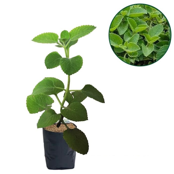 Bibit Tanaman Jinten/Jintan Hitam