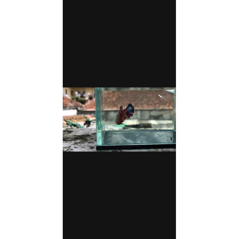 Ikan Cupang Multicolor