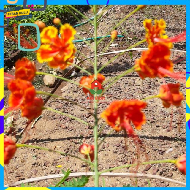 Bibit bunga flamboyan