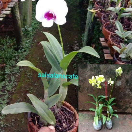 Terbaik Pohon Anggrek Dendrobium Sudah Berbunga ...