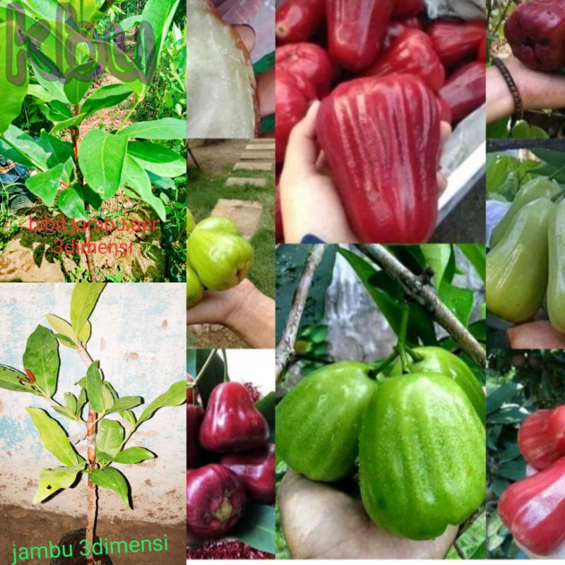 bibit jambu air 3 dimensi (1pohon 3jenis)