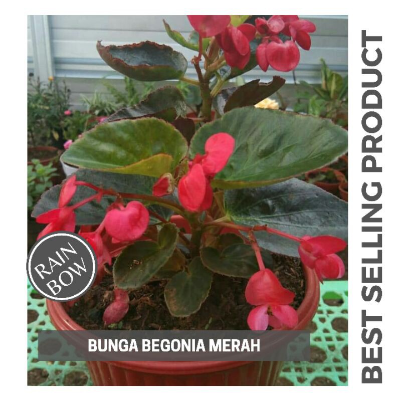 Jual Tanaman Hias Begonia Bunga Merah | Shopee Indonesia