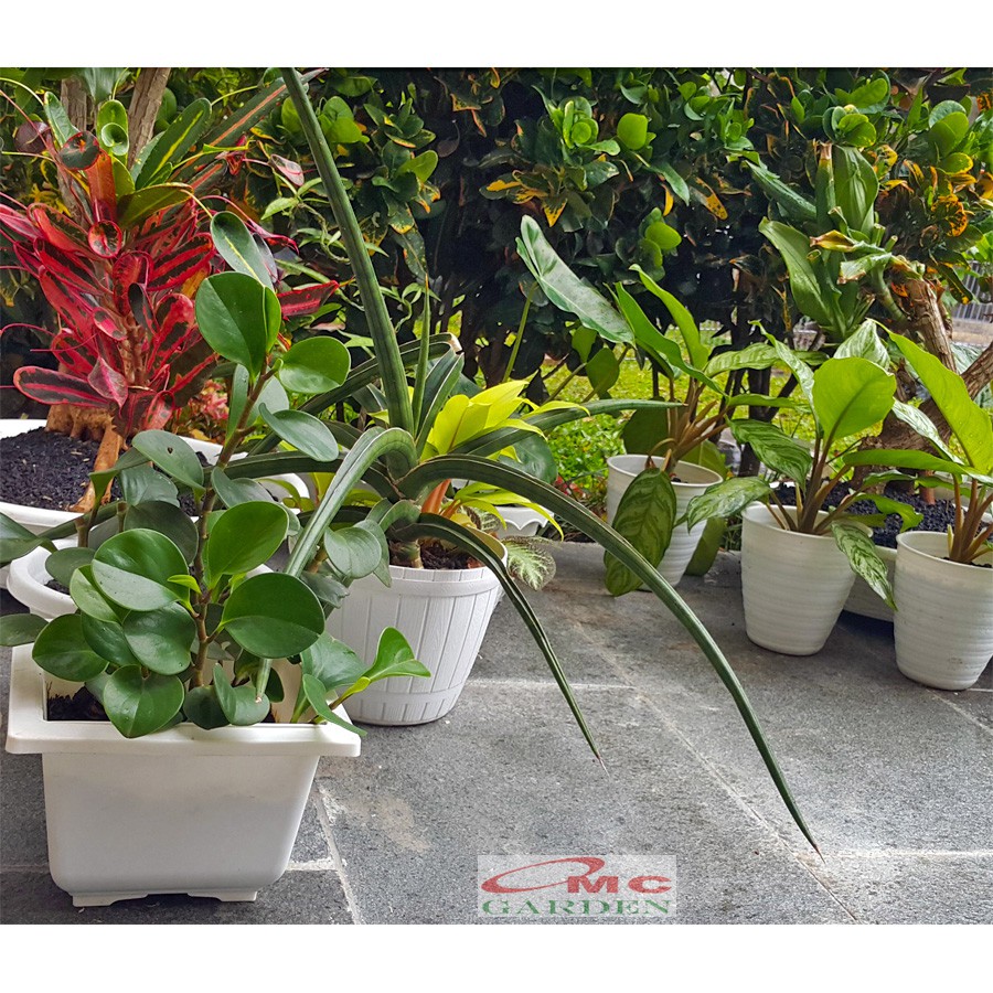 Tanaman Hias Teplan Peperomia Jade Hijau Indoor Air TPL-H-001