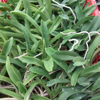 Anggrek Vanda Rhynchostylis Gigantea Thailand Remaja Anggrek Vanda Rhynchostylis Gigantea Thailand Remaja