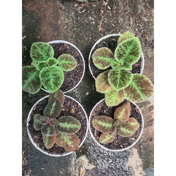 Paket Episcia Bunga ungu