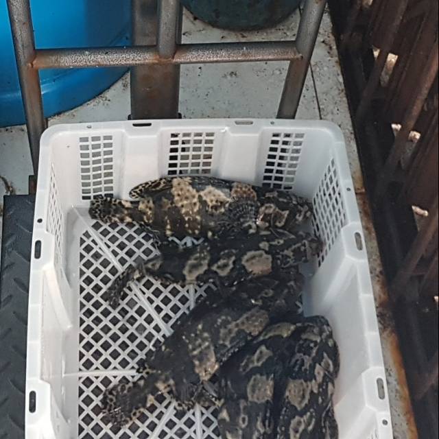 

Jual Ikan Kerapu Jakarta Frozen - Fresh (macan bunga / cantang) Frozen Seafood