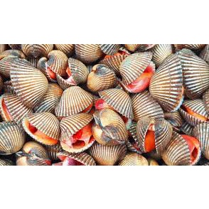 

TERMURAH / "KERANG DARA FRESH" / Terlaris