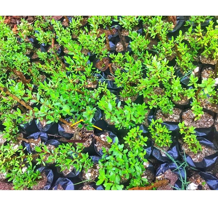 Bagus Dipakai.. Bonsai Santigi Karang Bonggol Bahan Sito Mame