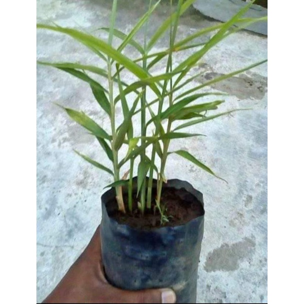 Bibit jahe merah unggul