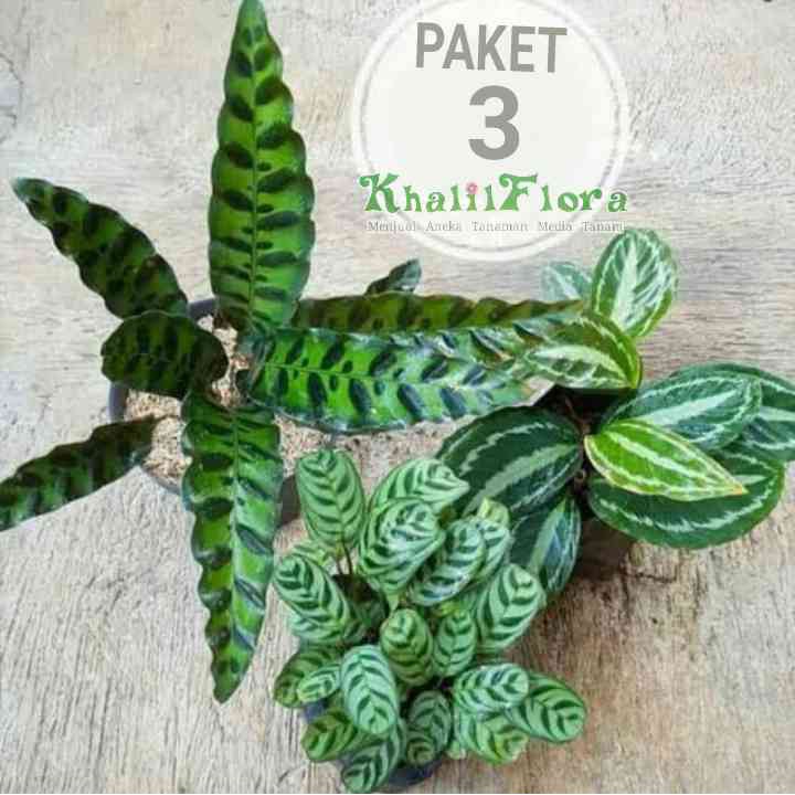 Paket Tanaman Hias Calathea  -  Calathea 3 Jenis bunga Calathea
