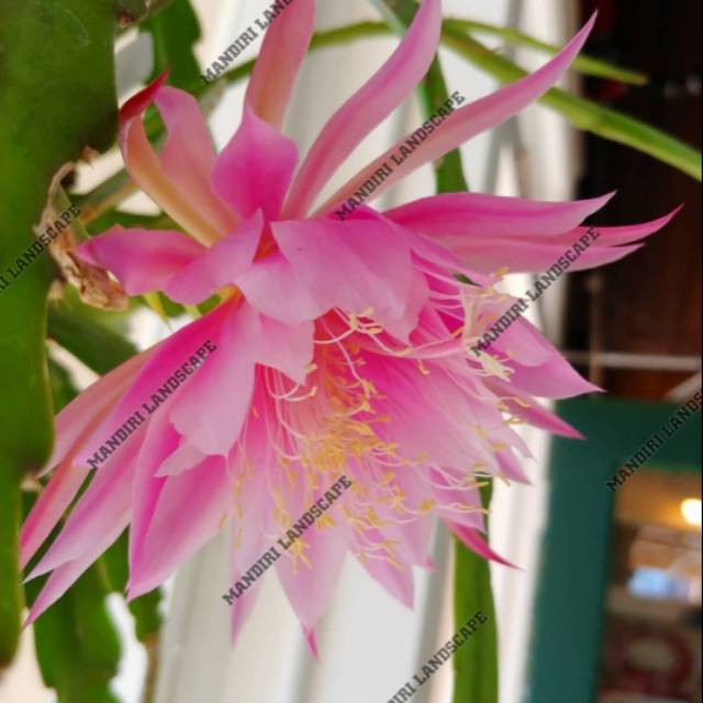 Tanaman Hias Wijaya Kusuma Butterfly Bunga Pink -bunga hidup murah-bunga wijaya kusuma-bunga gantung