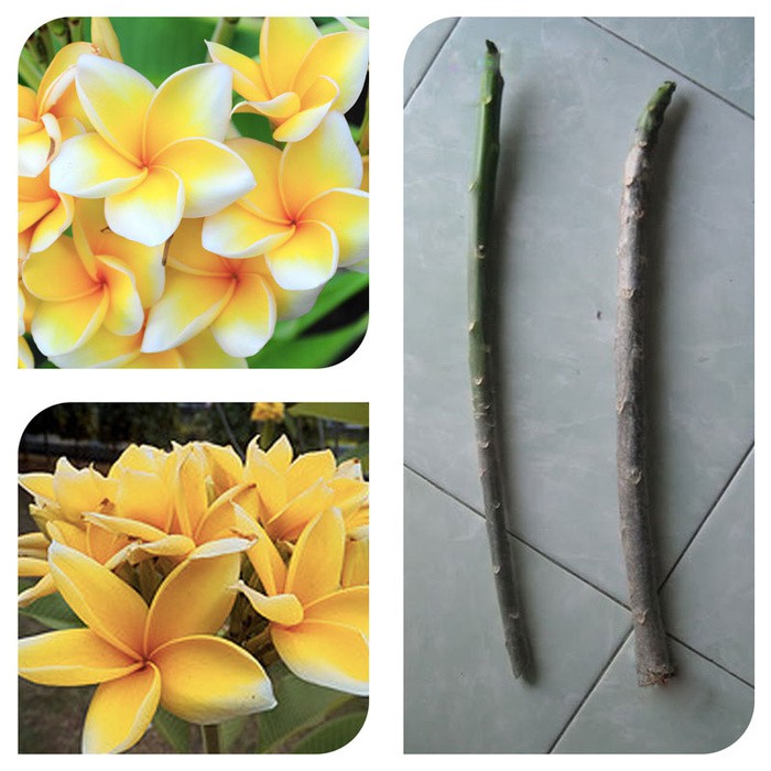 Bibit Stek Batang Kamboja Jepun Cendana - Cutting Frangipani
