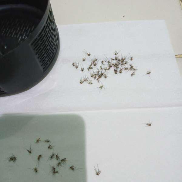 Alat Pengusir Nyamuk Elektrik Lampu Jebakan Pembunuh Nyamuk