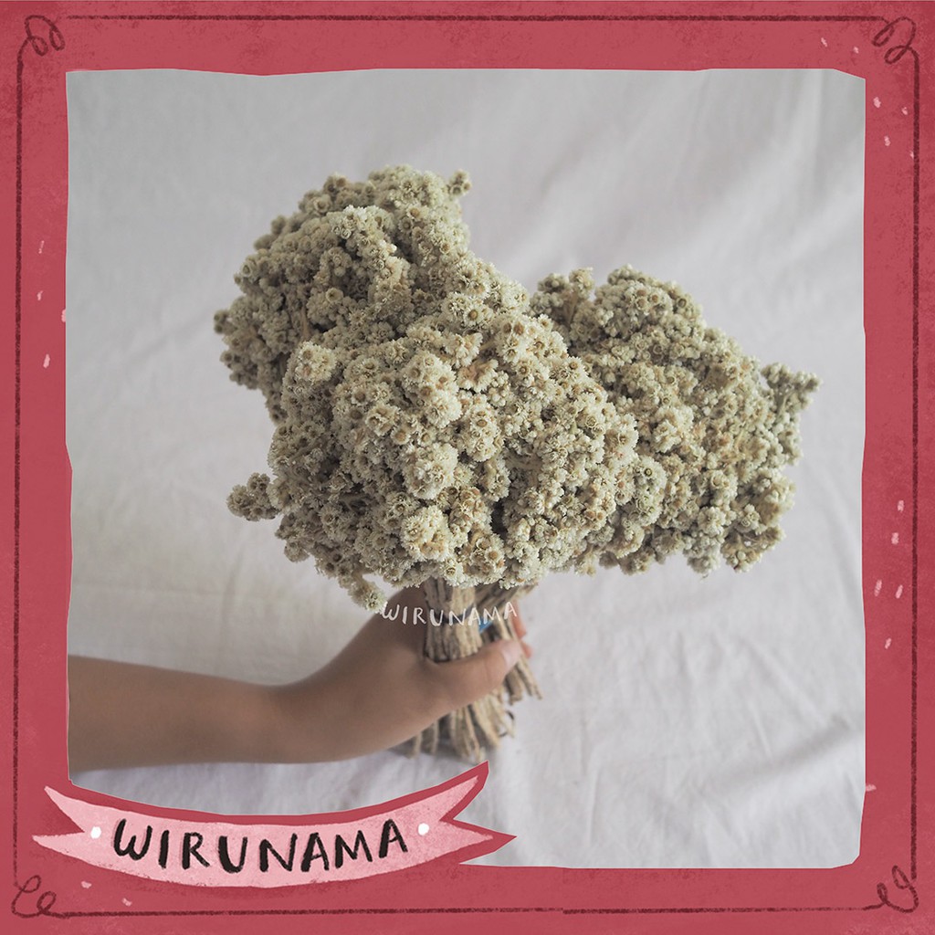  BUNGA  KERING EDELWEIS  EDELWEISS PUTIH  NATURAL DRIED FLOWER 