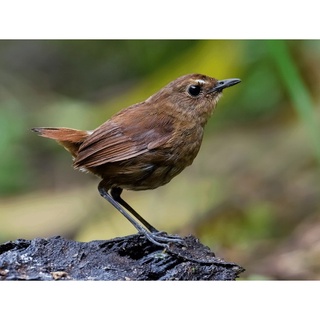 420 Gambar Burung Jongkangan Gratis Terbaru