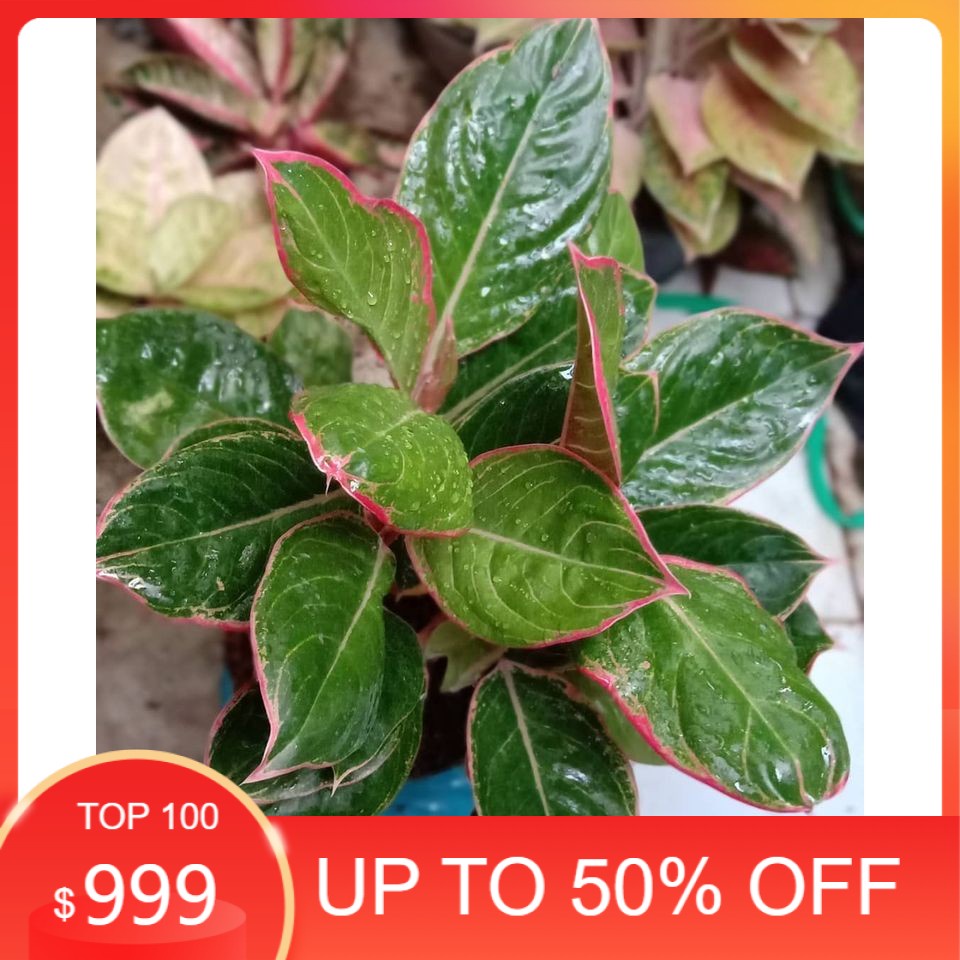 Bibit Bonggolan Aglonema Lipstik Greg