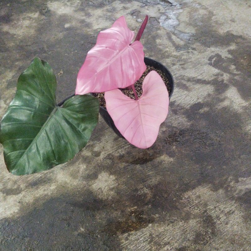 philo dark lord pink