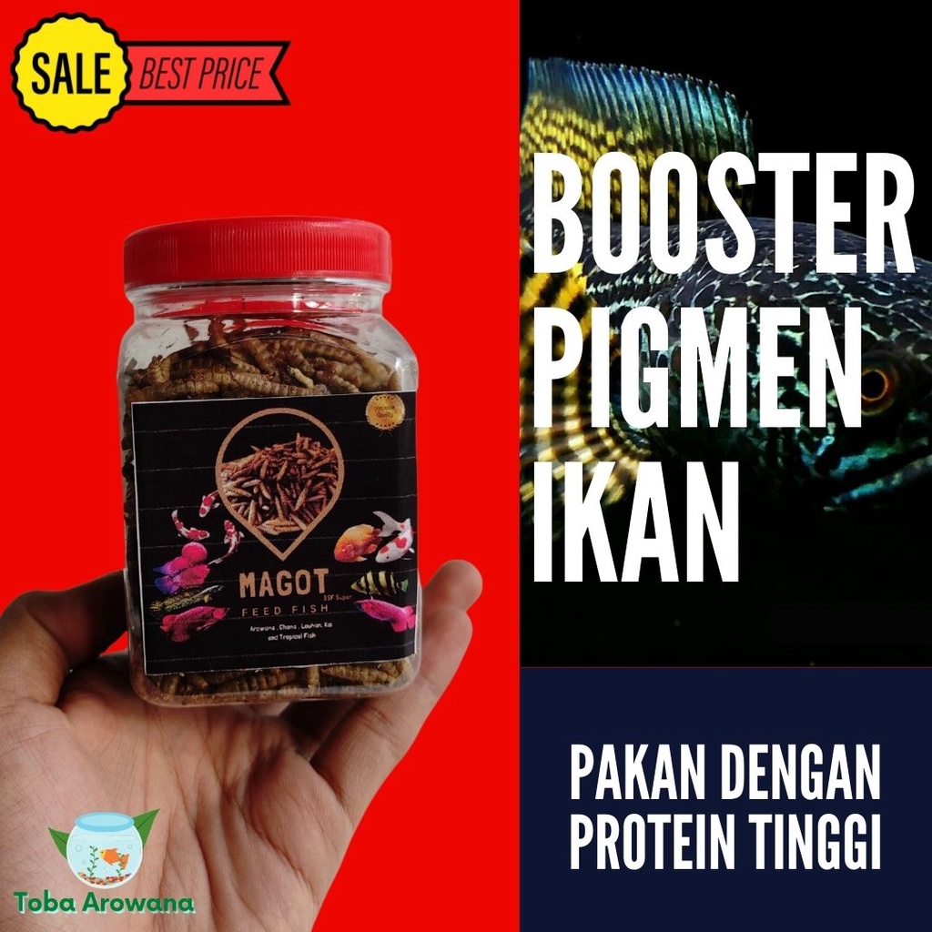 Pelet Ikan Predator - Magot Oven Kering Makanan Ikan Chana Arowana Koi