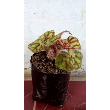tanaman hias begonia keong madu