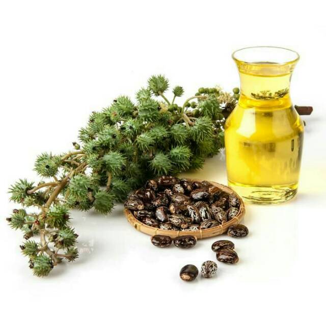 Minyak Jarak/Castor Oil