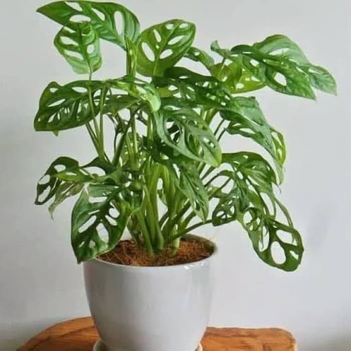 Tanaman Hias Monstera Obliqua - Philodendron Swis - Janda Bolong + Pot