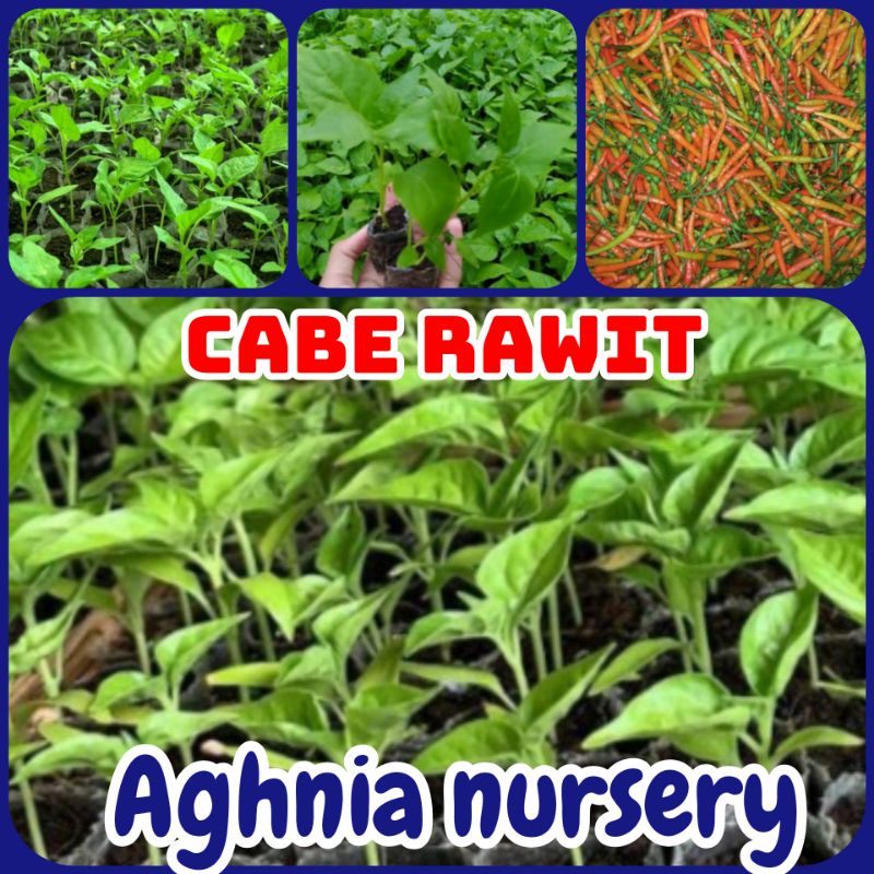 Bibit cabai cabe rawit cabe kecil F1 Ori212 tinggi 20cm bukan benih biji