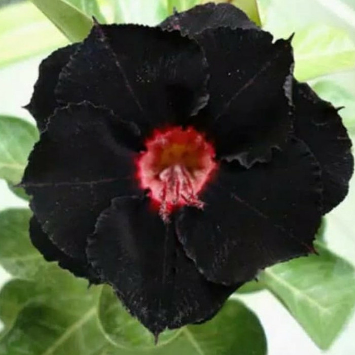 PROMO BESAR !! tanaman hias bunga adenium black dragon-bunga kamboja jepang-0