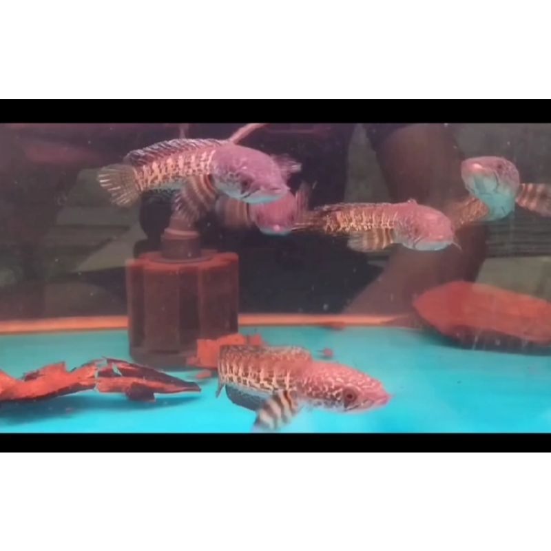 Chana auranti sze 10-12  cm