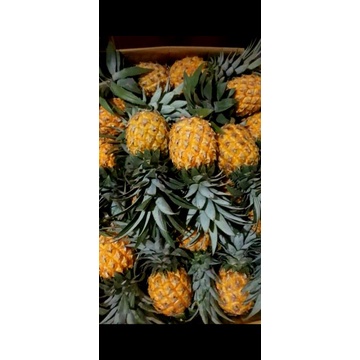 

NANAS MADU88 DIJAMIN MANIS DAN MURAH!