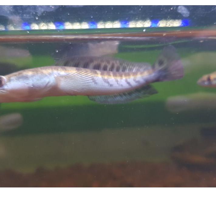 6.6 MALL Chana maru yellow sentarum calon mata merah 8-10 cm ?