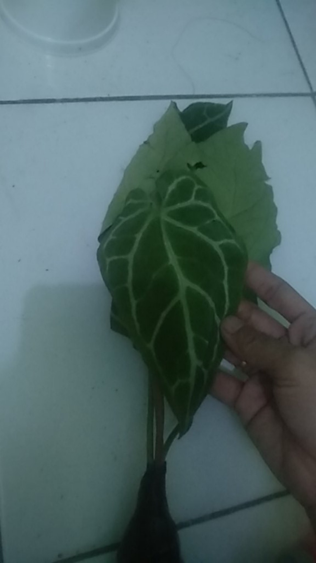 Tanaman Hias Keladi Anturium Kuping Gajah