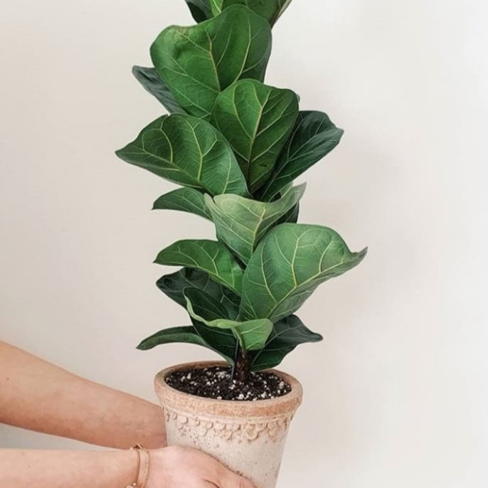 tanaman hias pohon Ketapang biola cantik daun besar