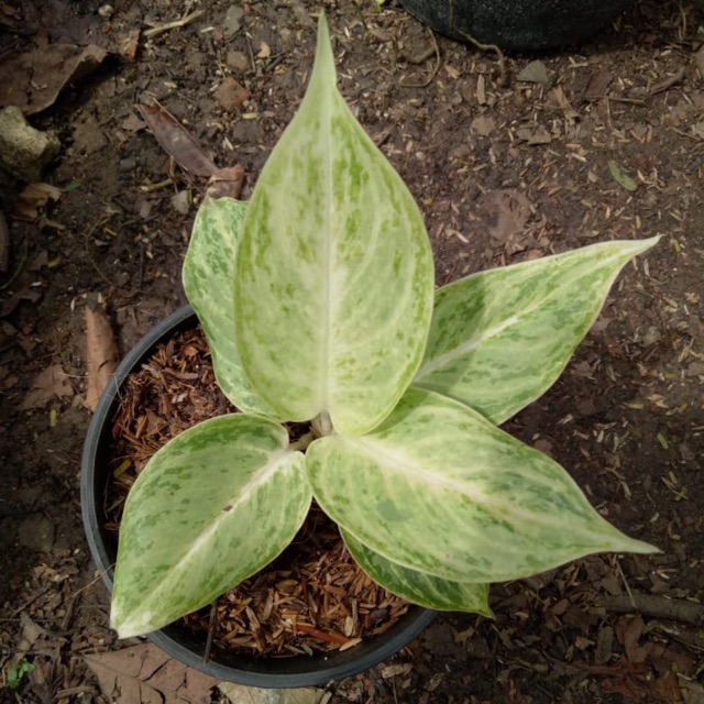 Bibit aglonema Silver Queen