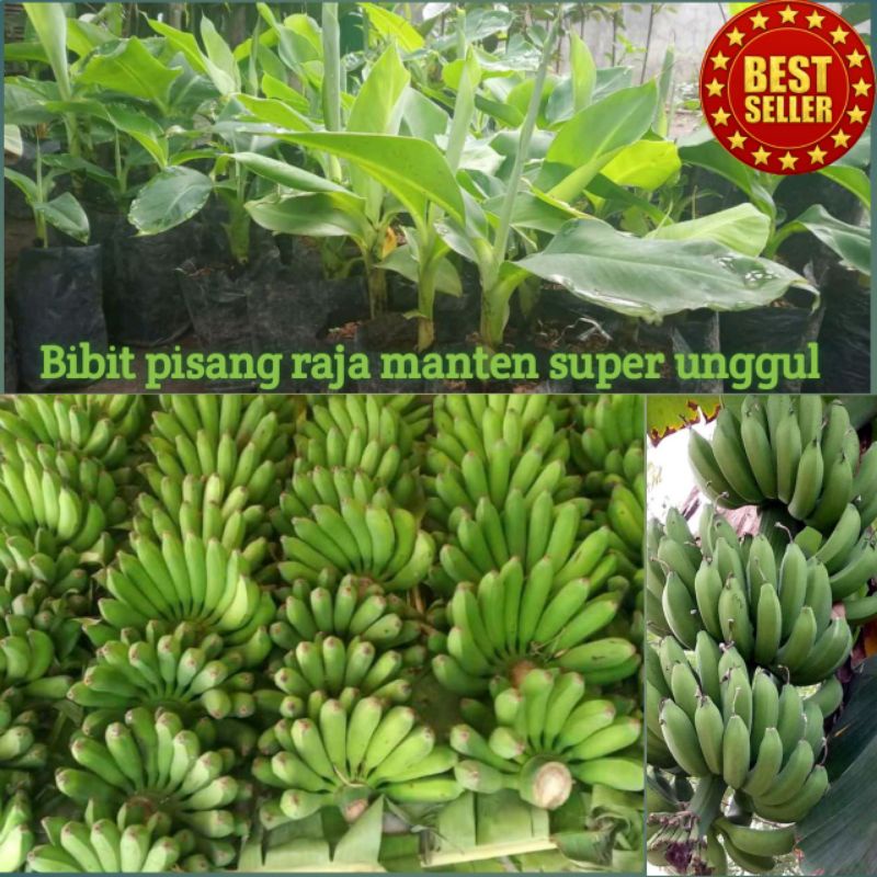 Bibit pisang raja manten | Raja ijo | Raja temen BIBIT PISANG BONGGOL PISANG