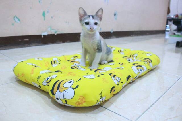 Tirai kandang kucing kuning motif lebah / tirai kandang murah berbagai ukuran